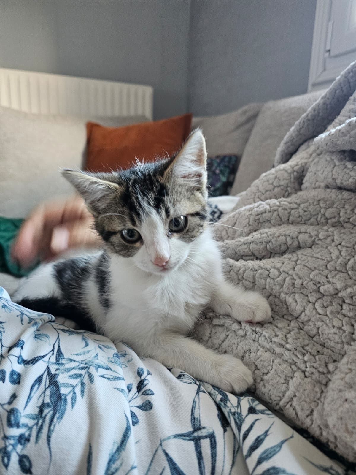 Adoption Bianca