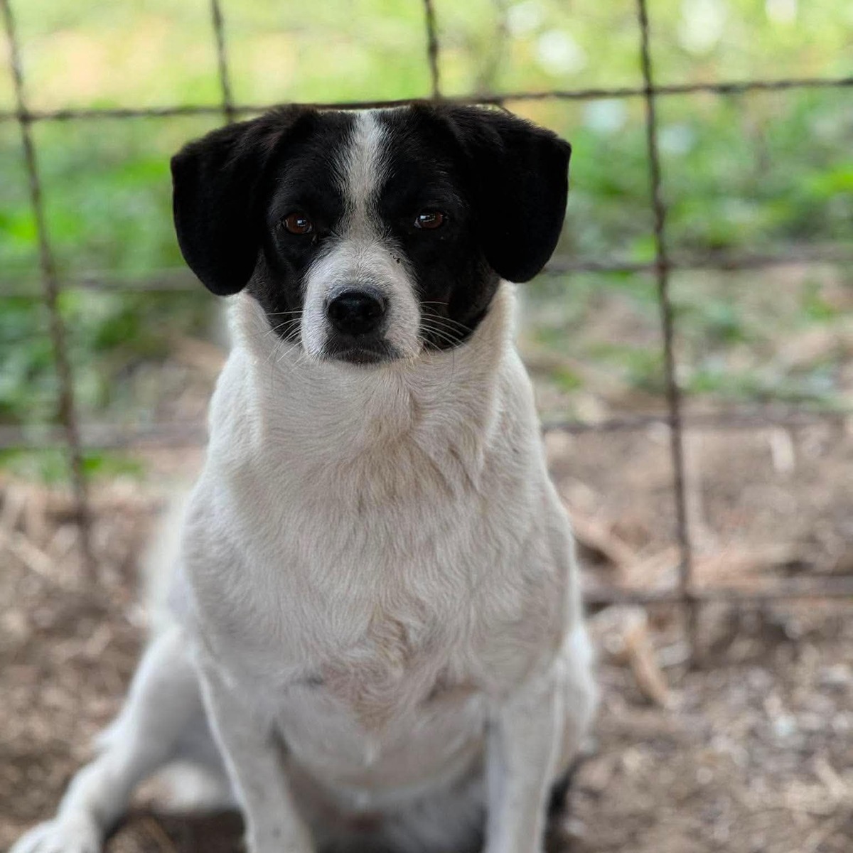 Adoption Léonie