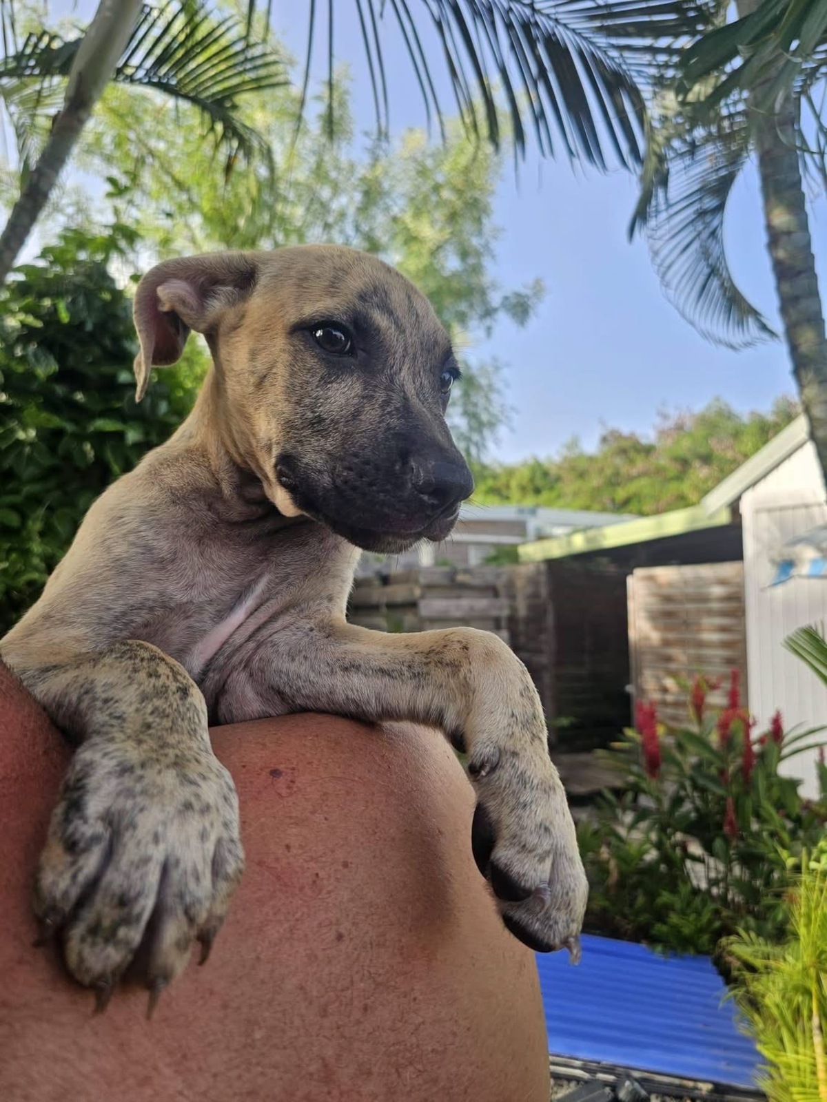 Adoption Fenzo