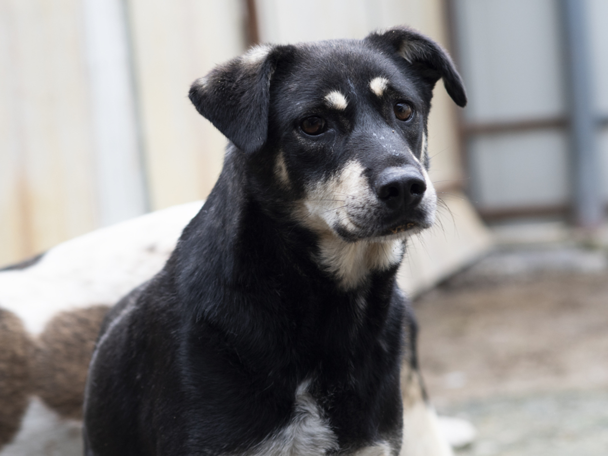 Adoption Fido