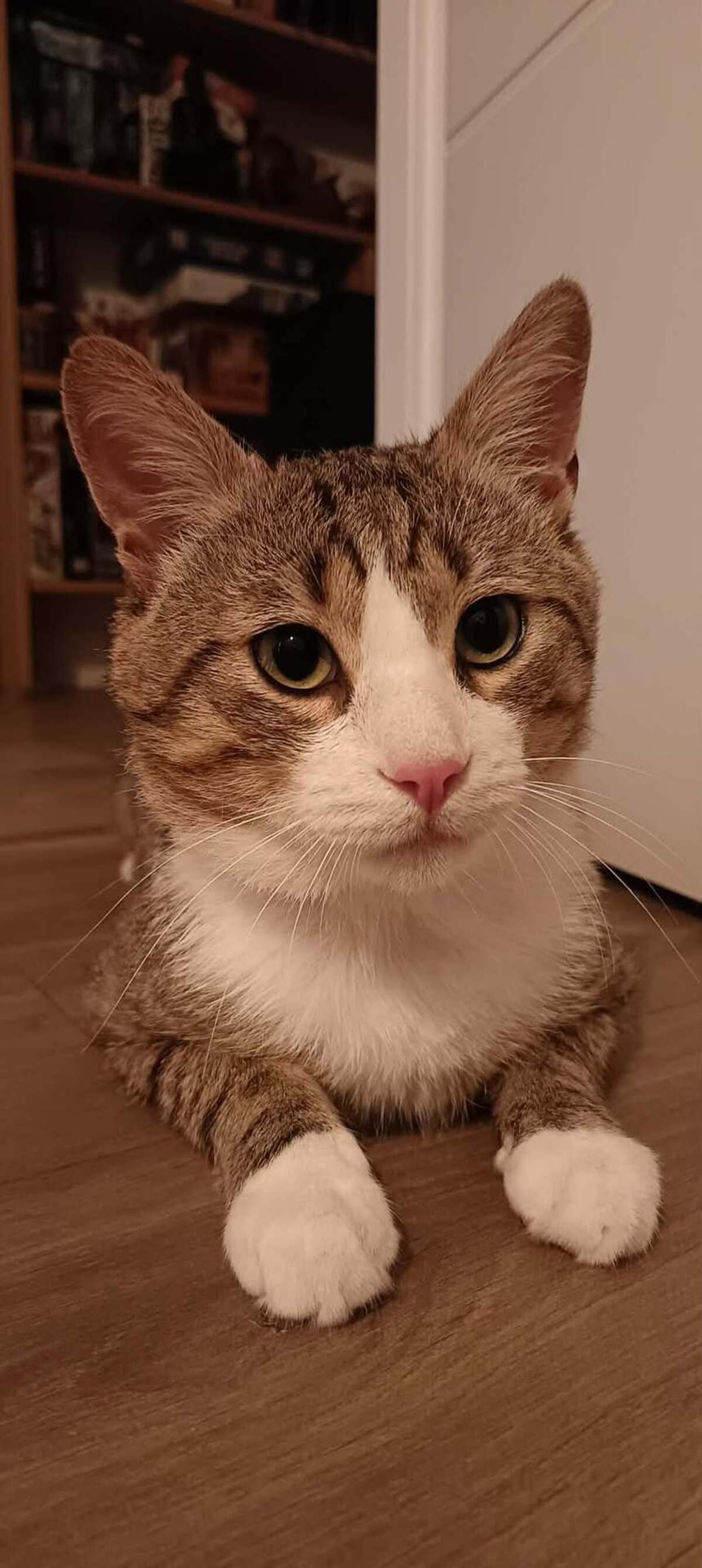 Adoption Tommy