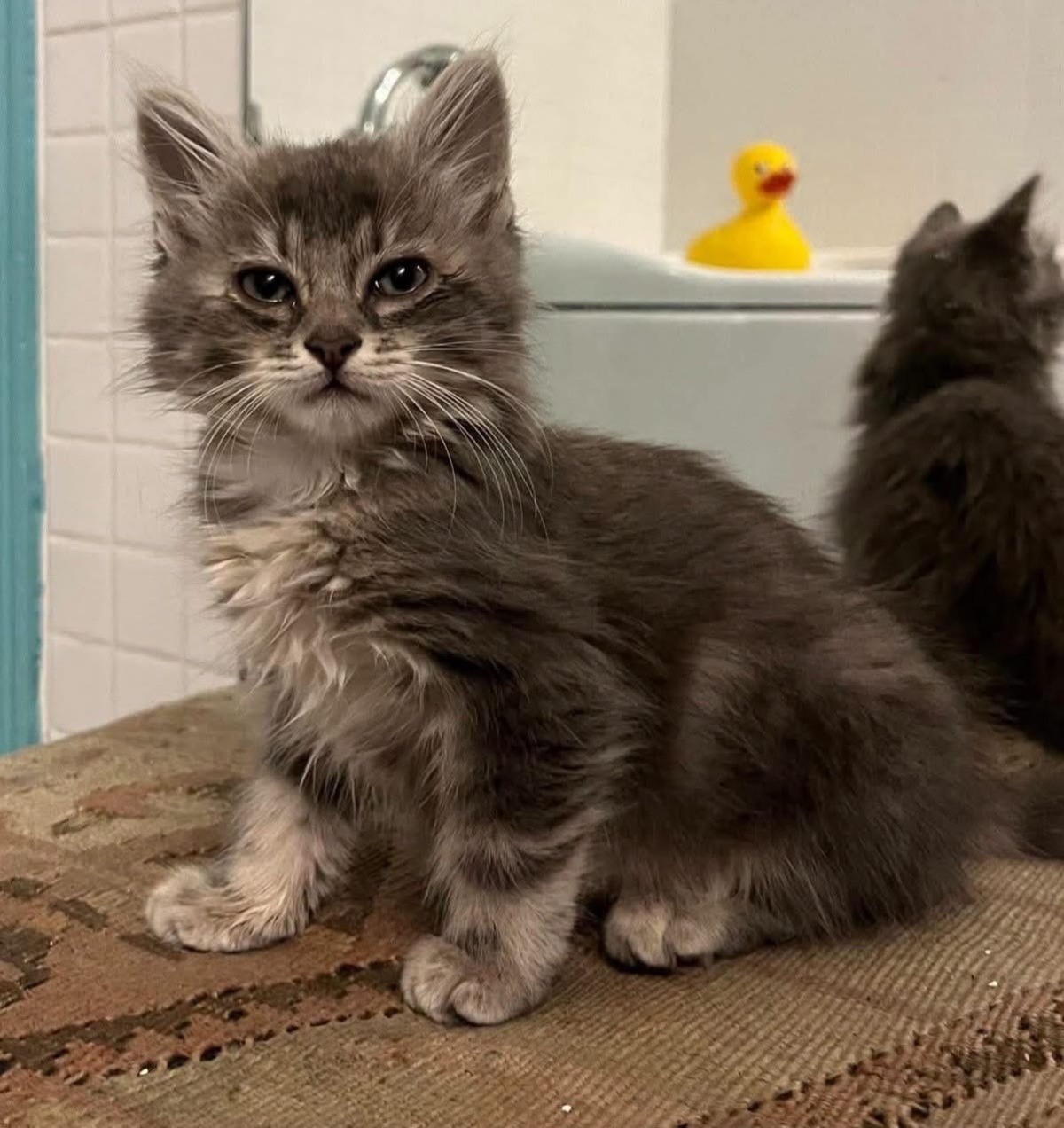 Adoption Nuage et Perlune Duo 