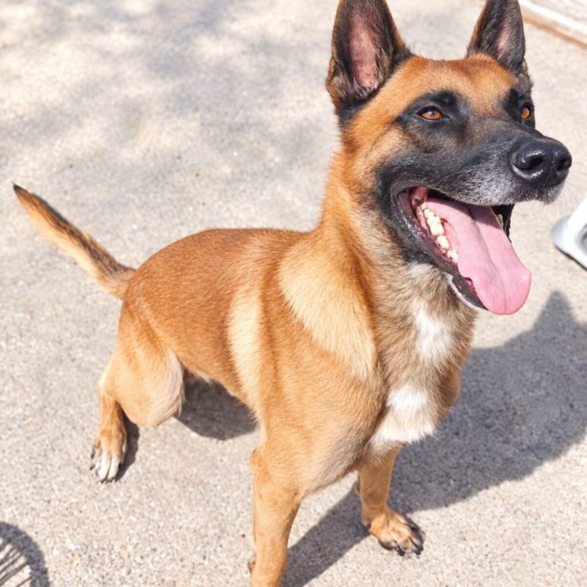 Adoption Thor 