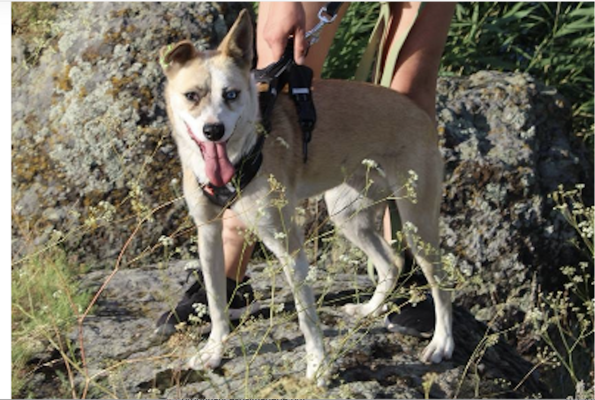 Adoption PUSHA, de Ukraine!
