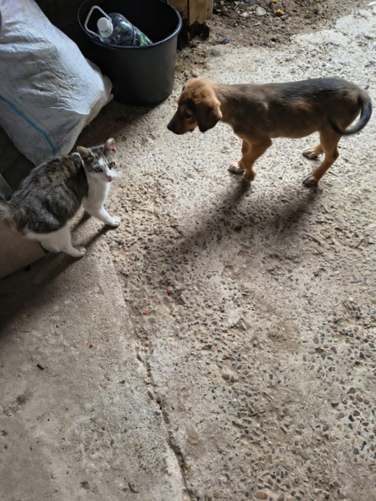 Adoption Melfi