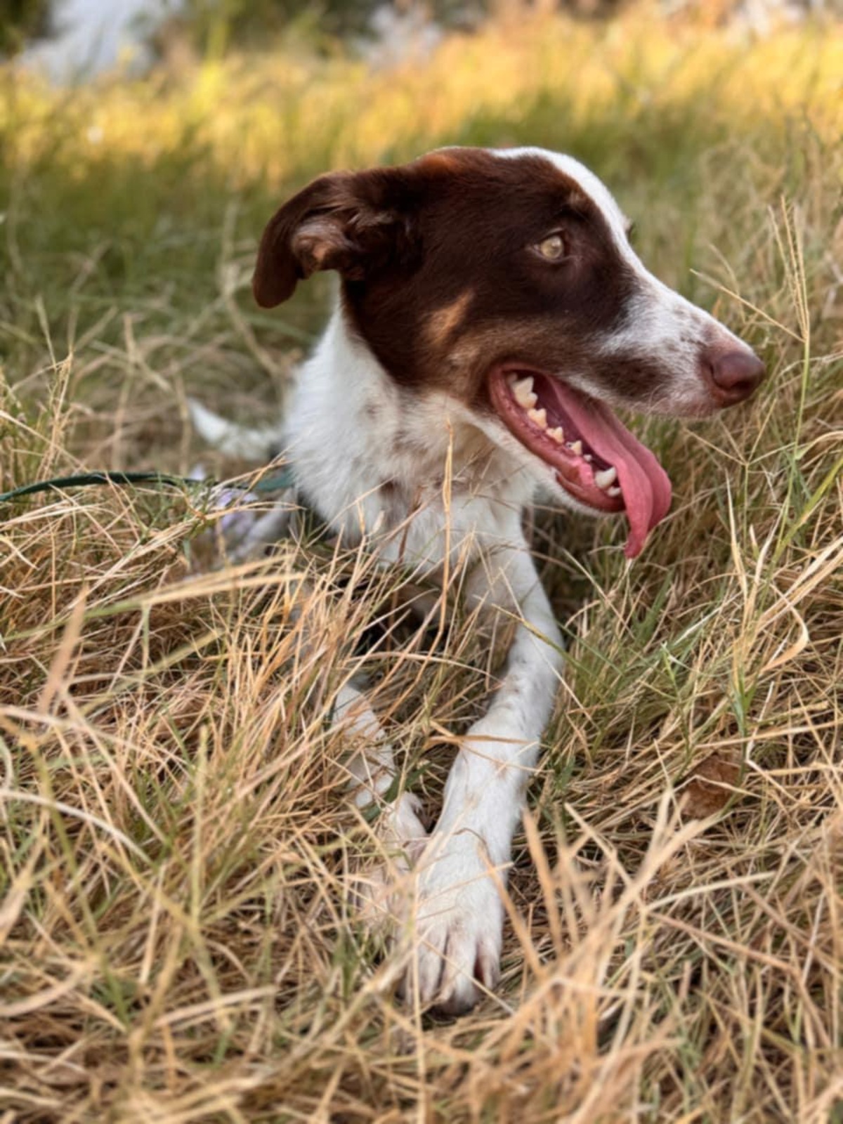 Adoption Tony
