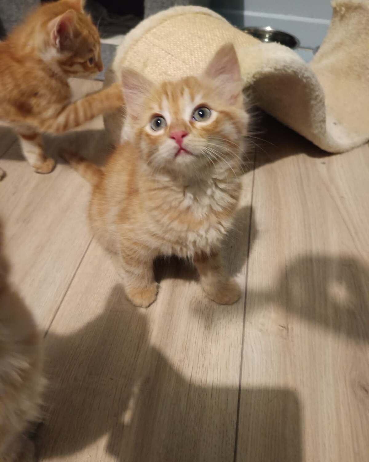 Adoption Maki et Onigiri