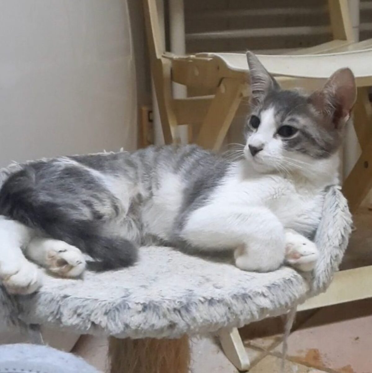 Adoption Bossa Nova