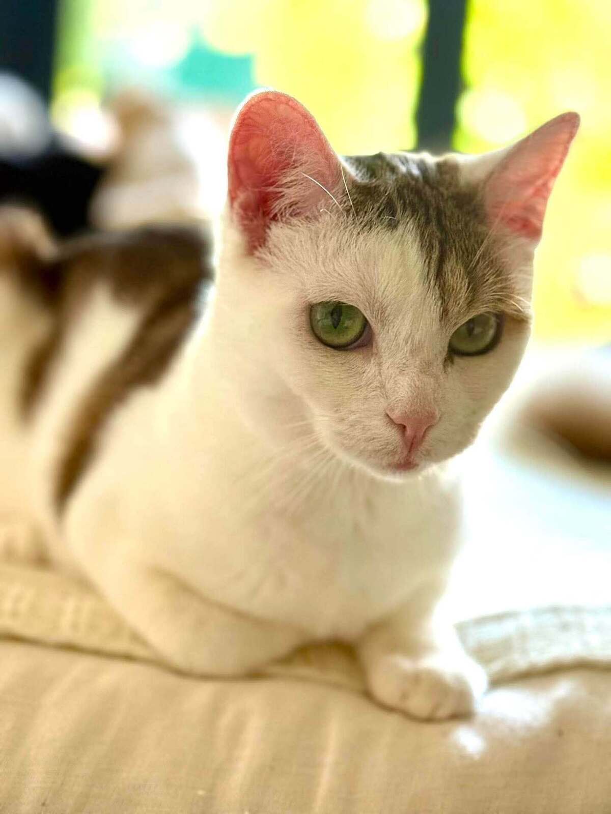 Adoption Petit pain