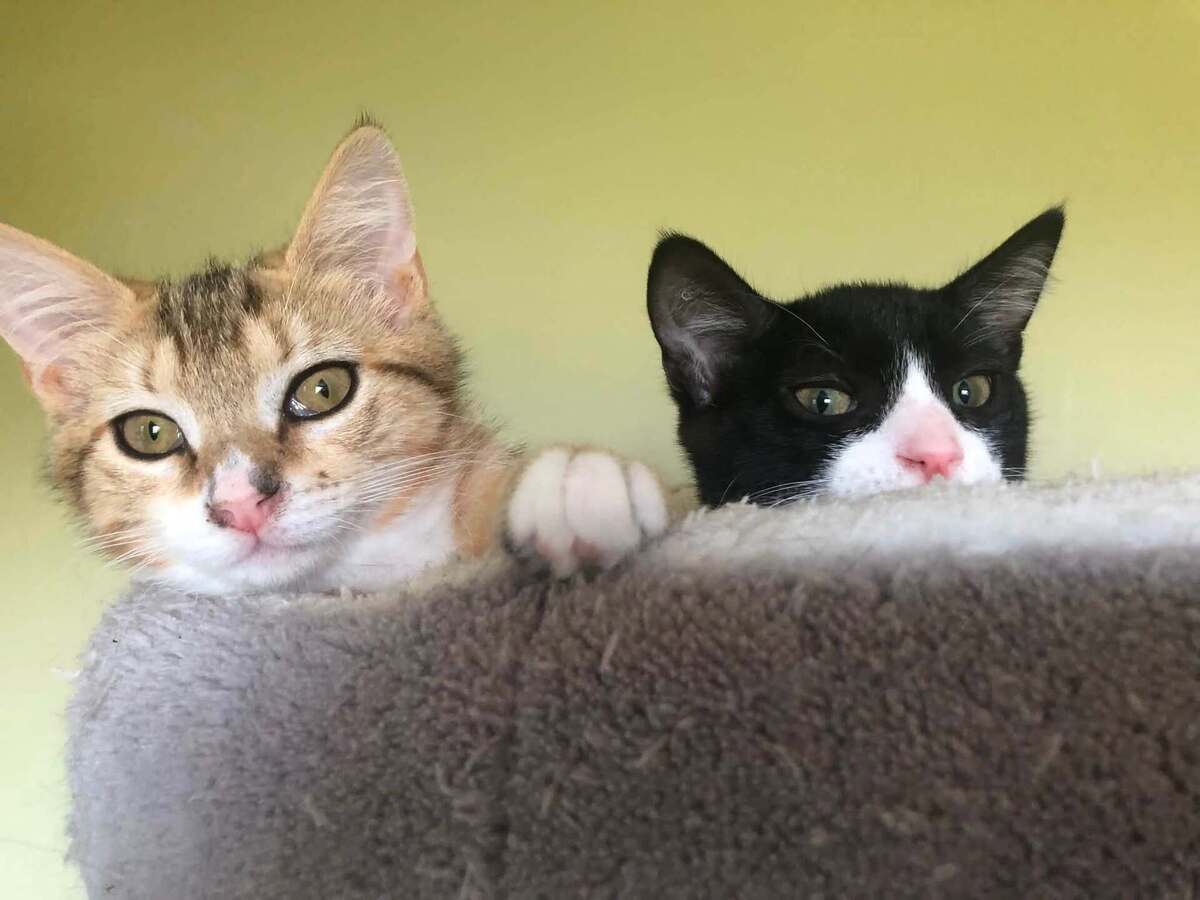 Adoption Hopper