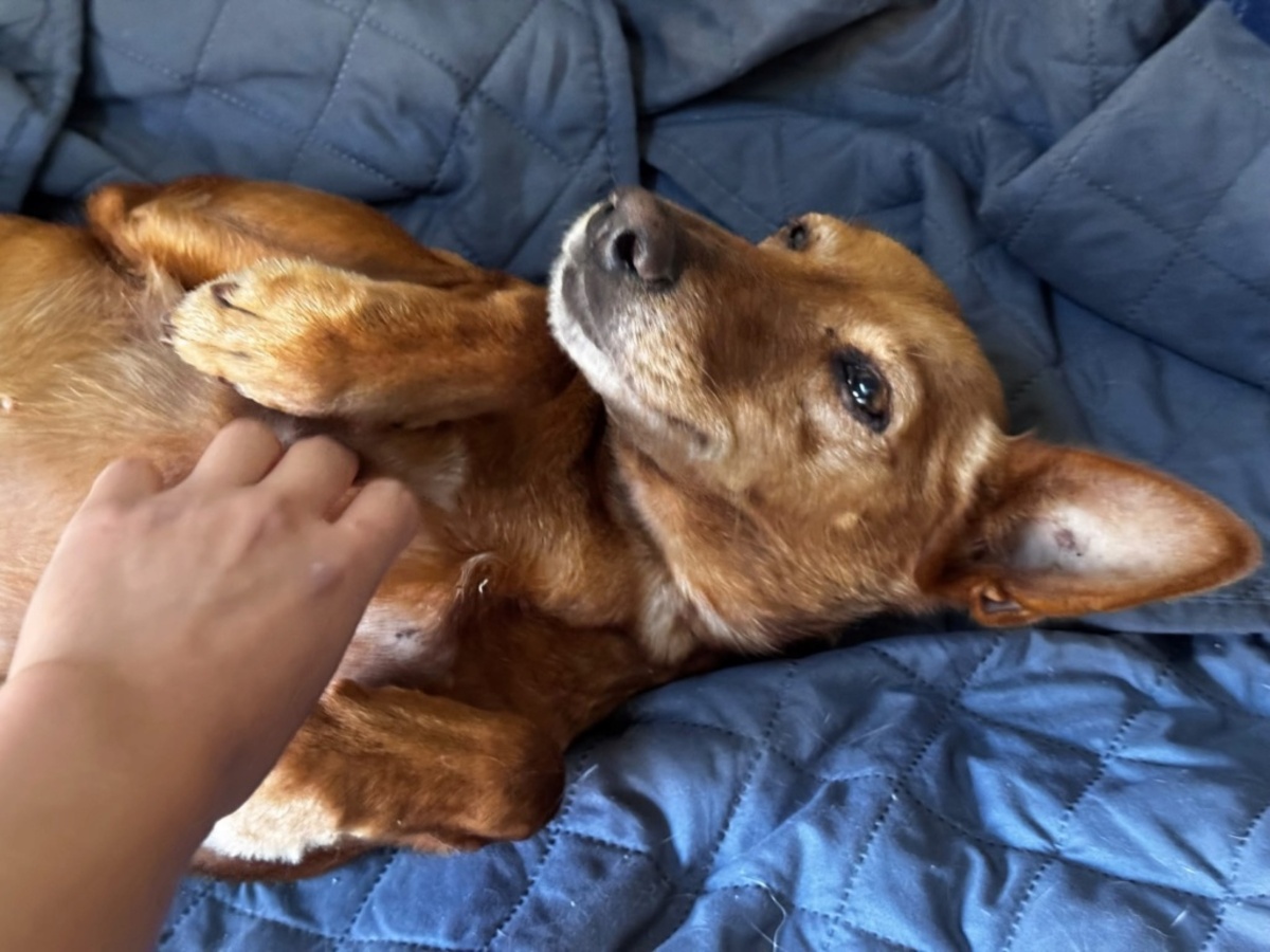 Adoption Vilma