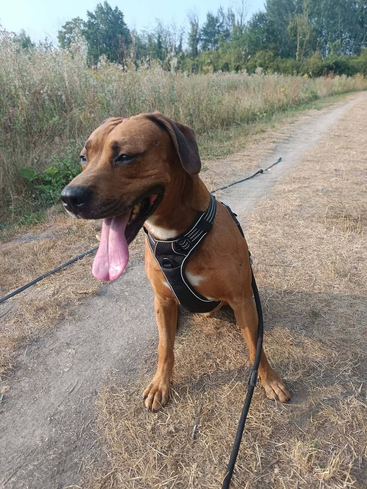 Adoption Eliott