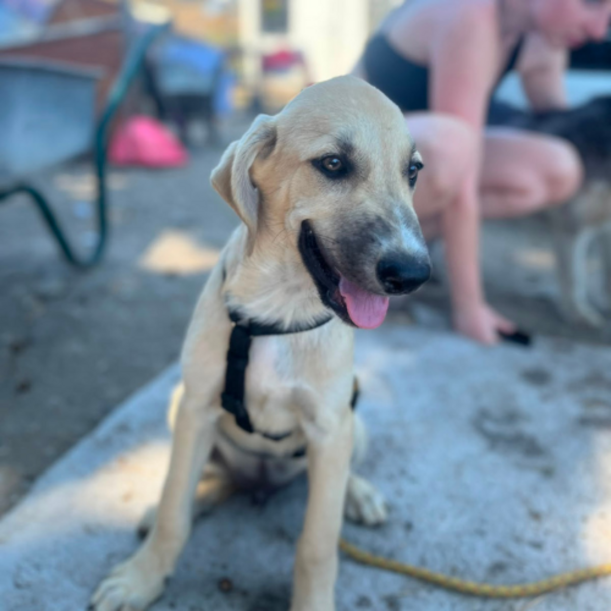 Adoption MANO