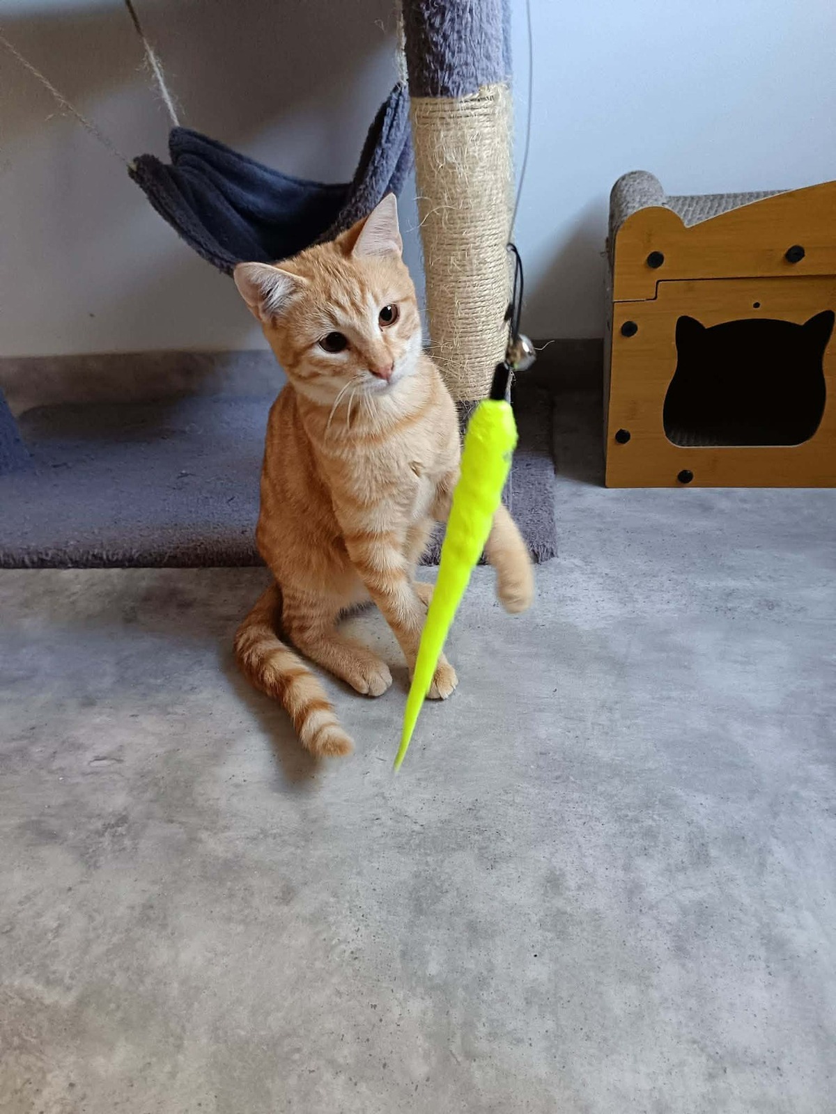 Adoption Murphy