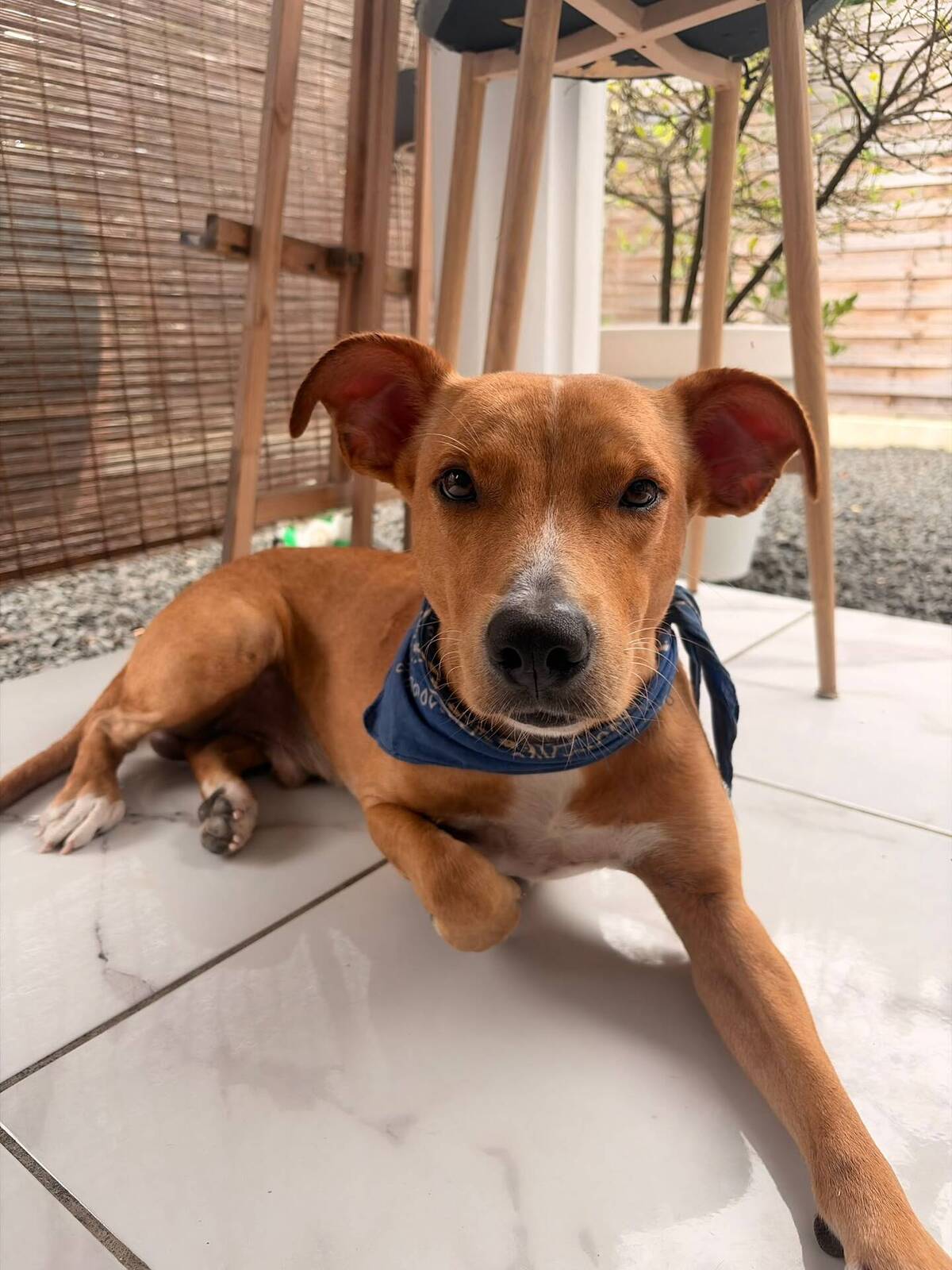 Adoption Slayer
