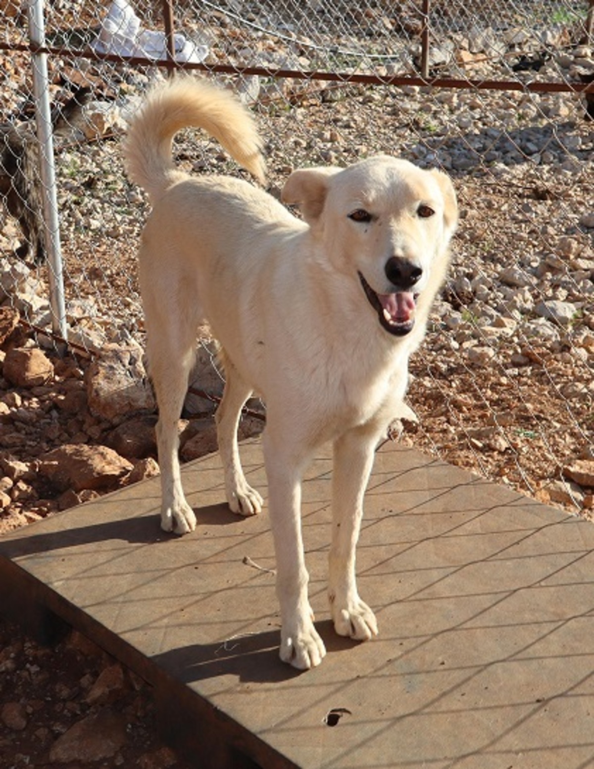 Adoption Archie