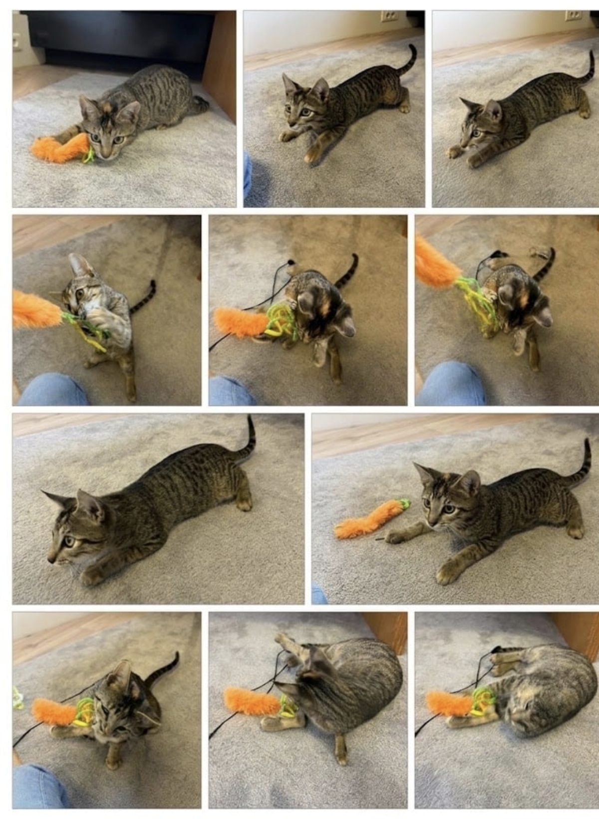 Adoption Panteria