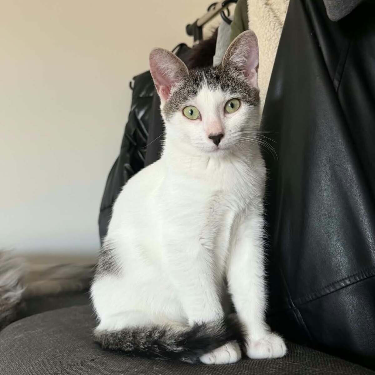 Adoption Bonnie