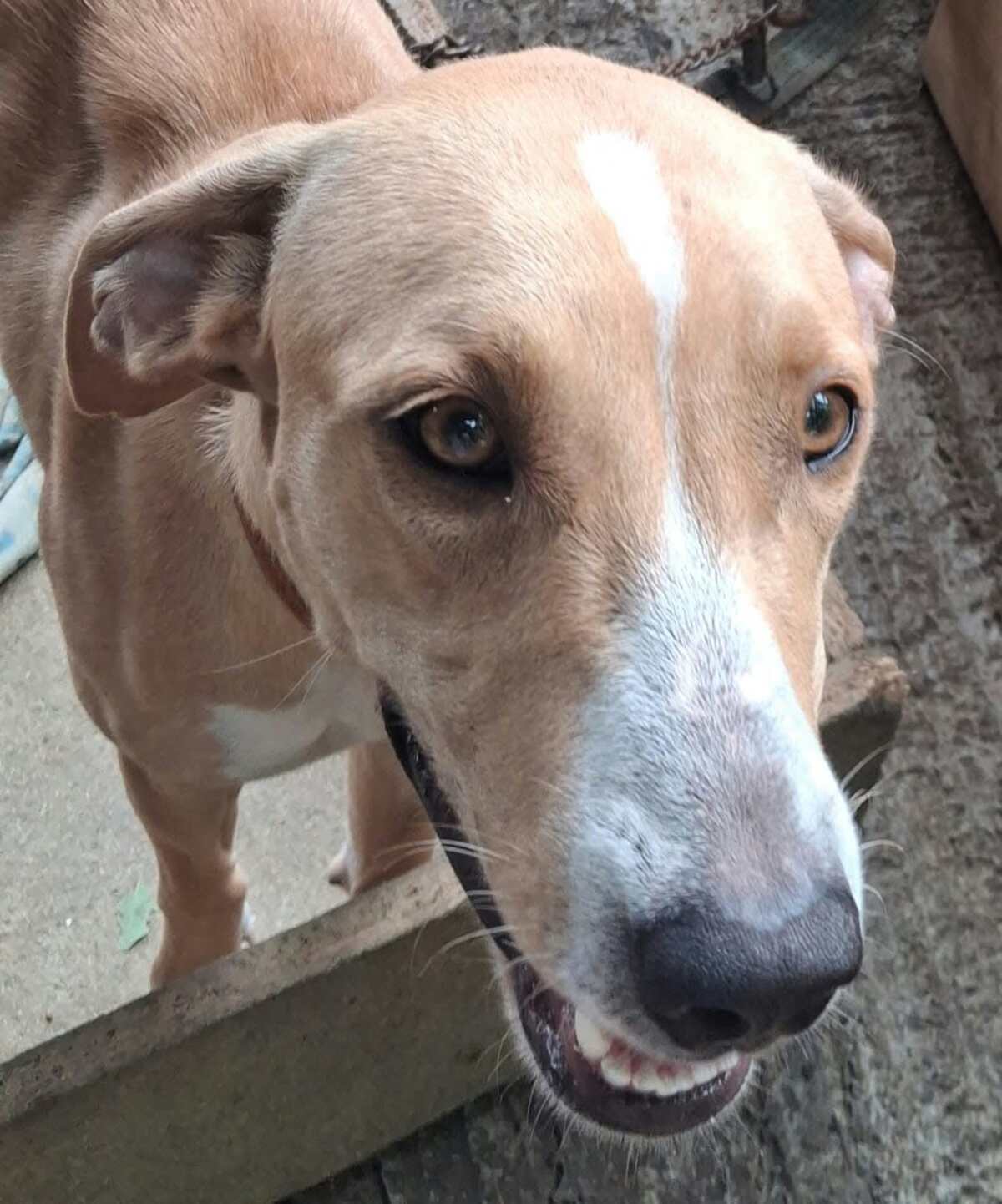 Adoption Zenna