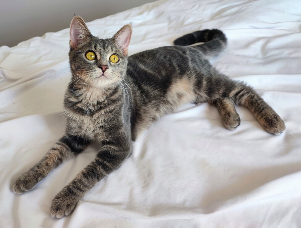 Adoption Shiva