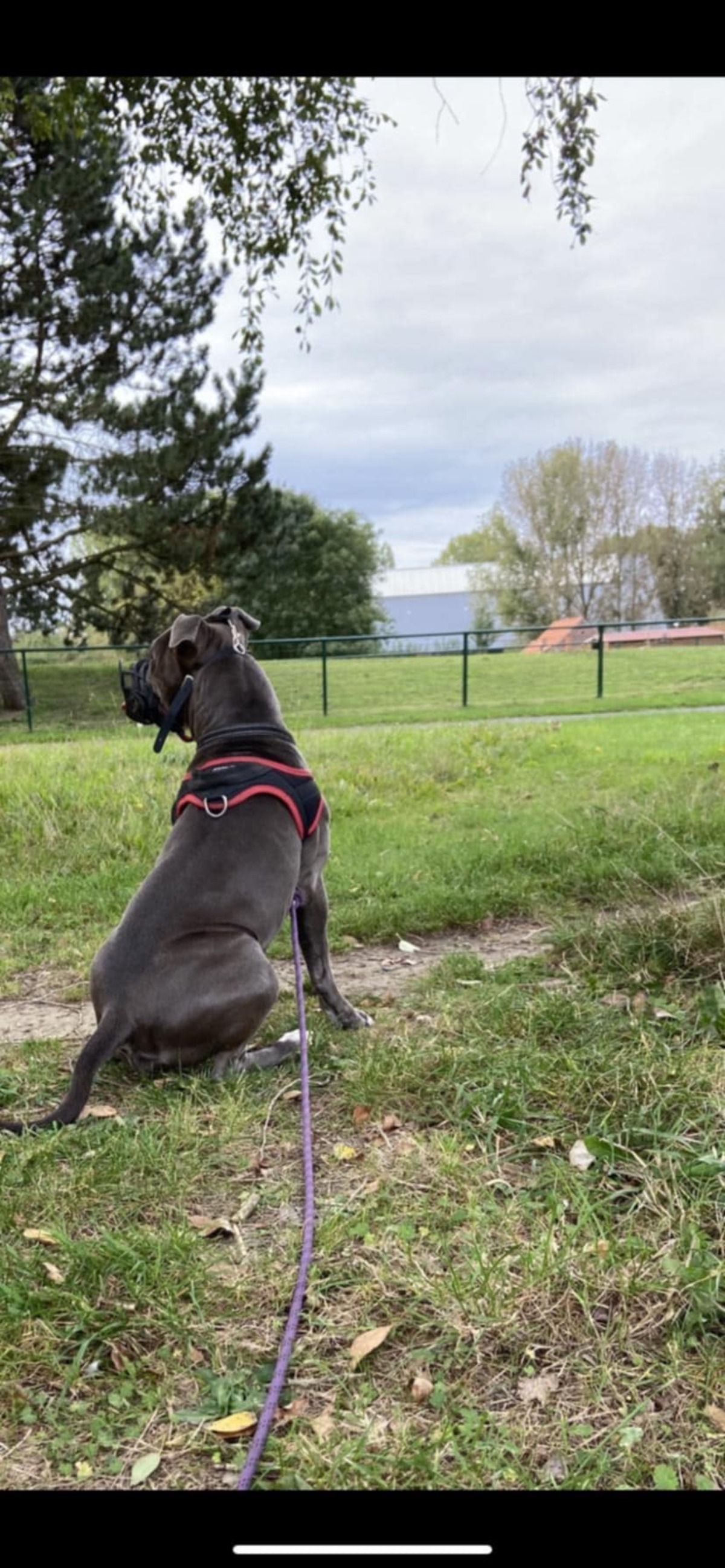Adoption Ruby