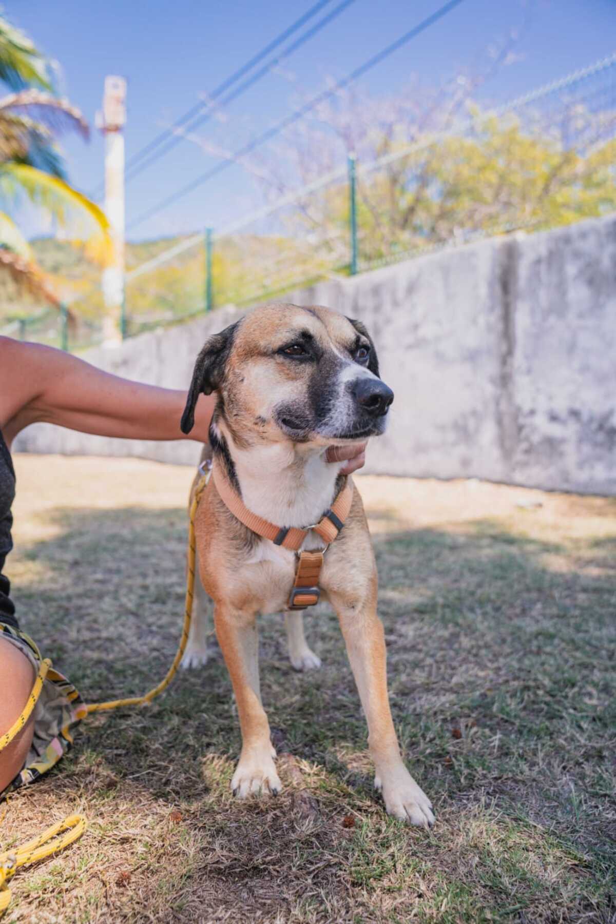 Adoption Noname