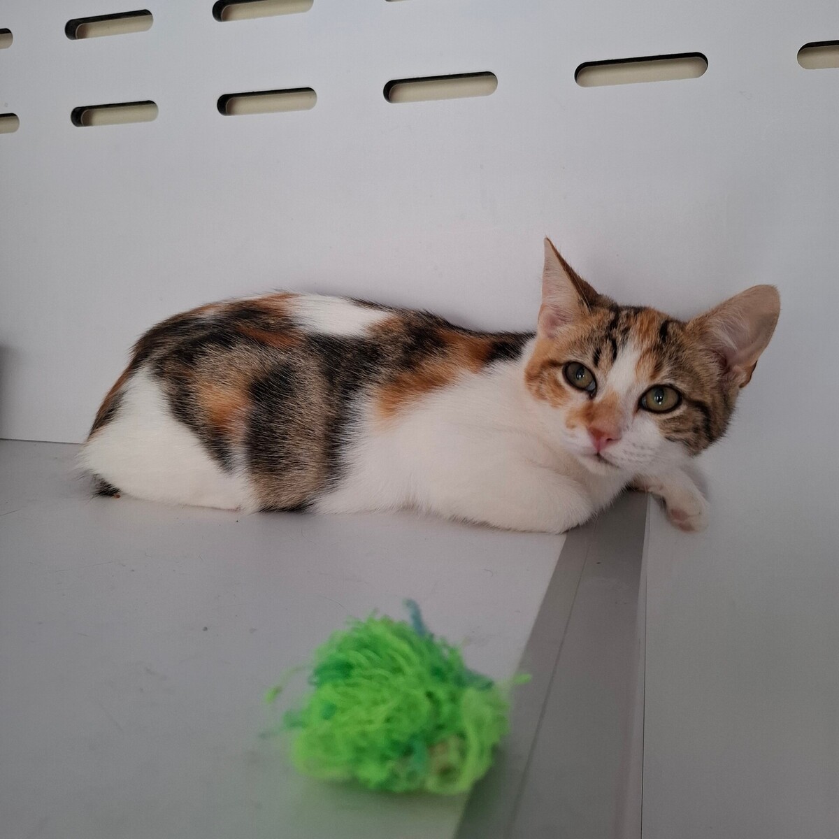 Adoption BELOTE