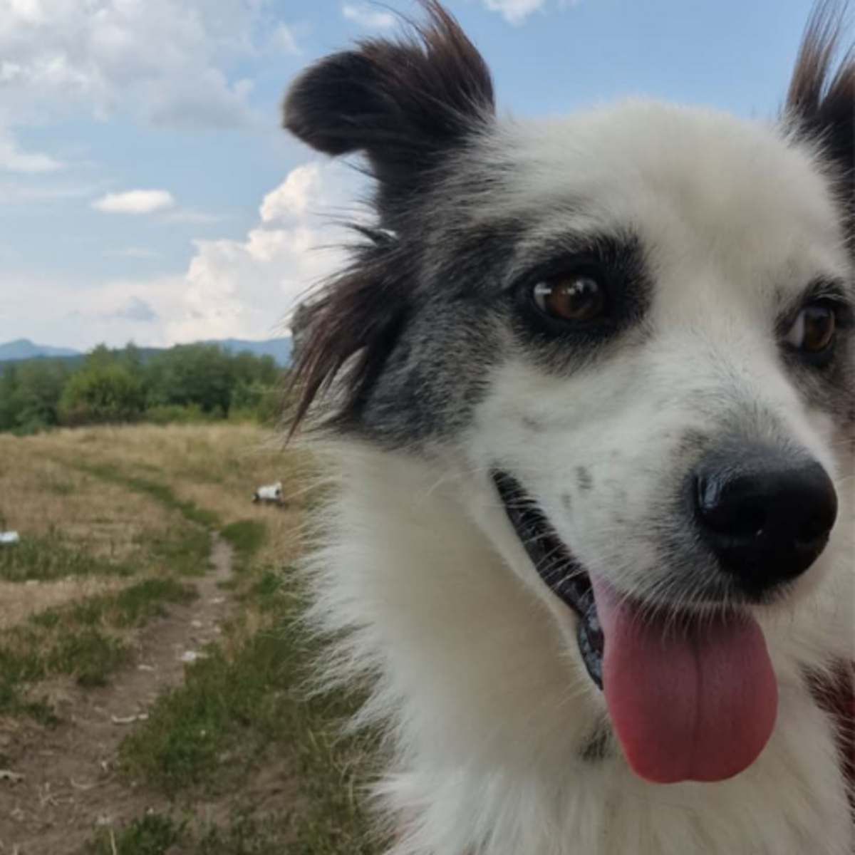 Adoption POMME