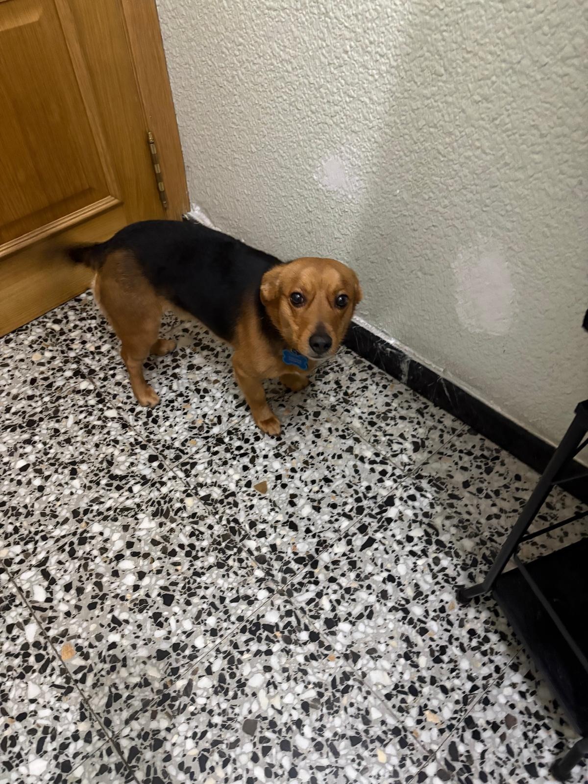 Adoption Bruno