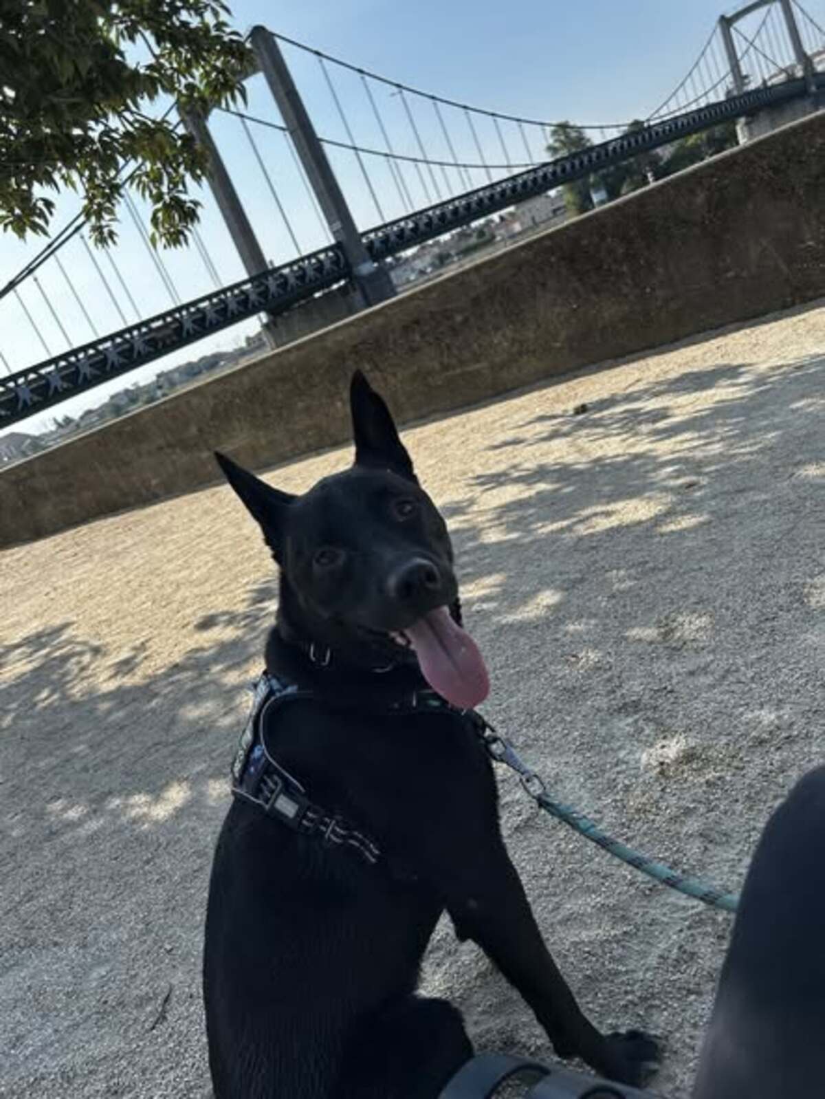 Adoption Spike