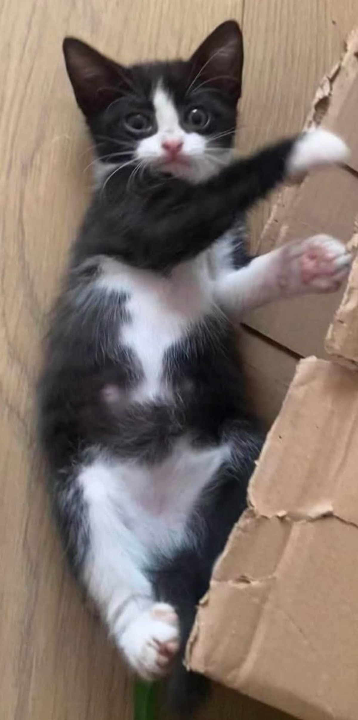 Adoption YONDUA