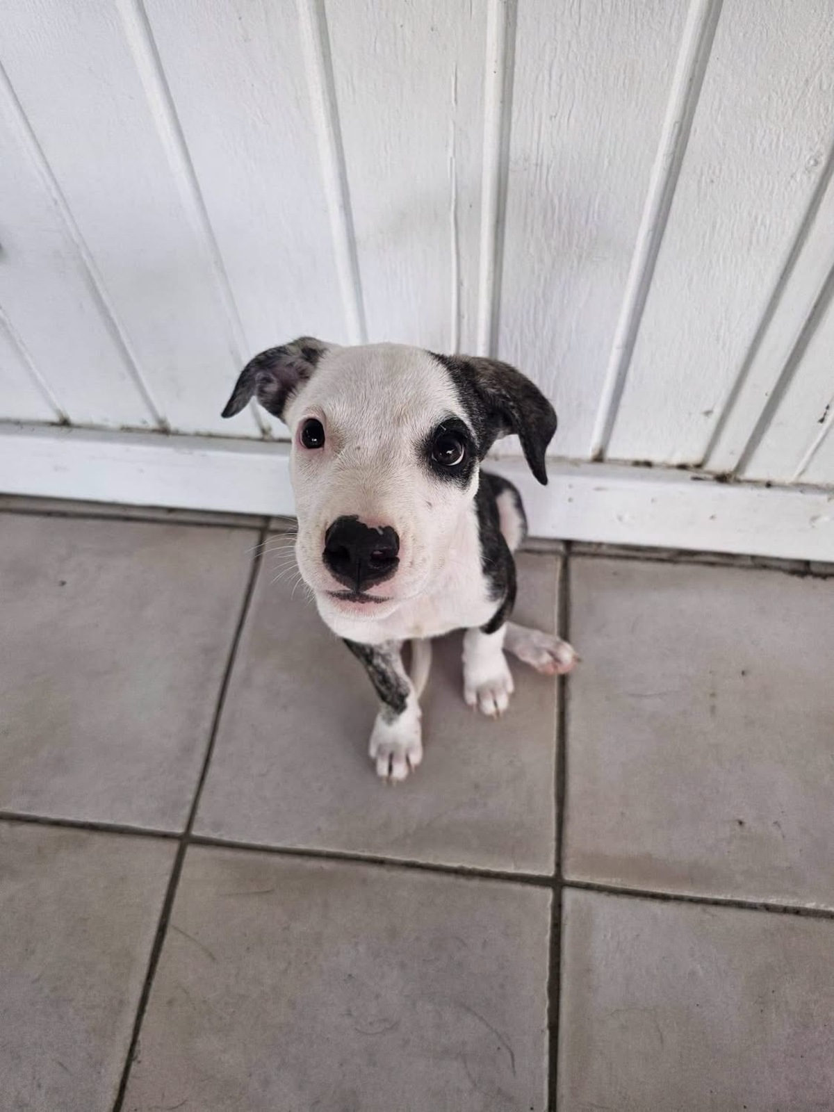 Adoption Tequila