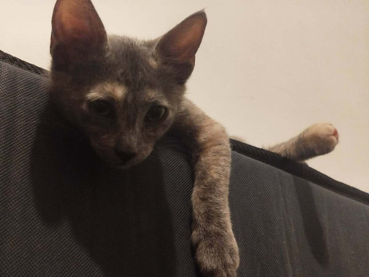 Adoption MERVEILLE