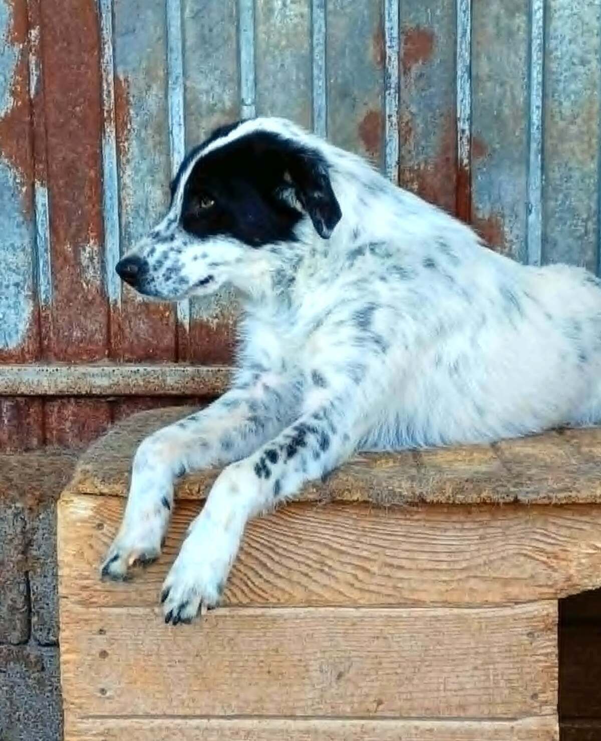 Adoption Pongo