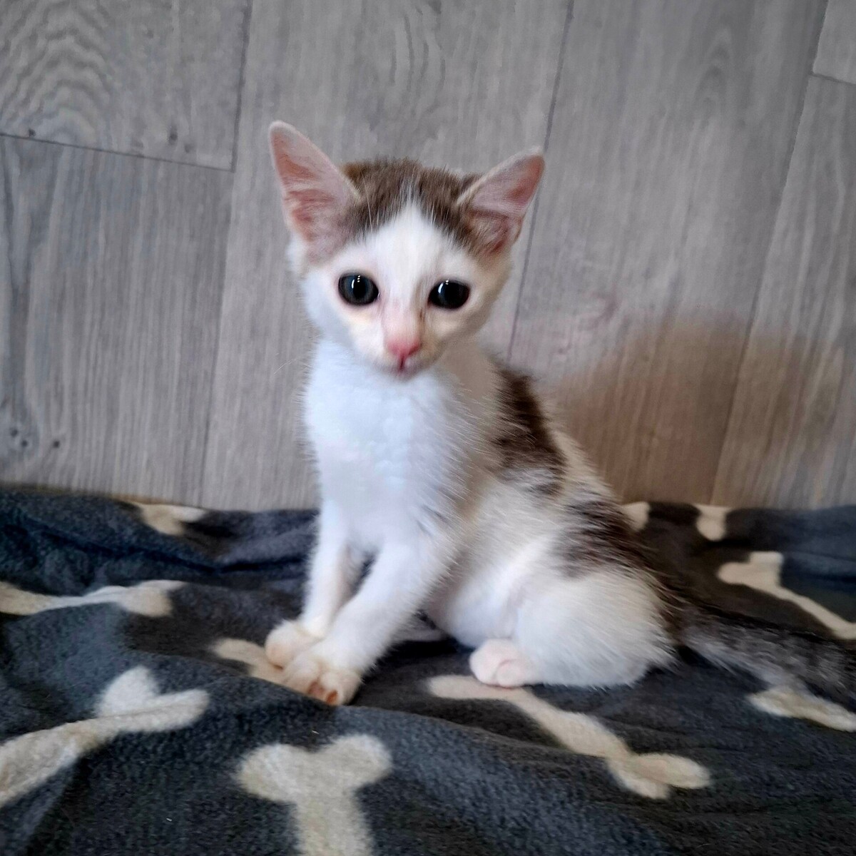 Adoption BRAILLOU