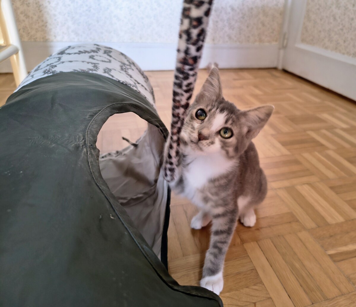 Adoption Vroum