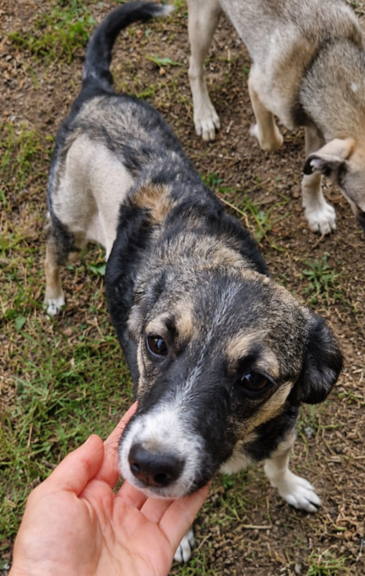 Adoption Amina