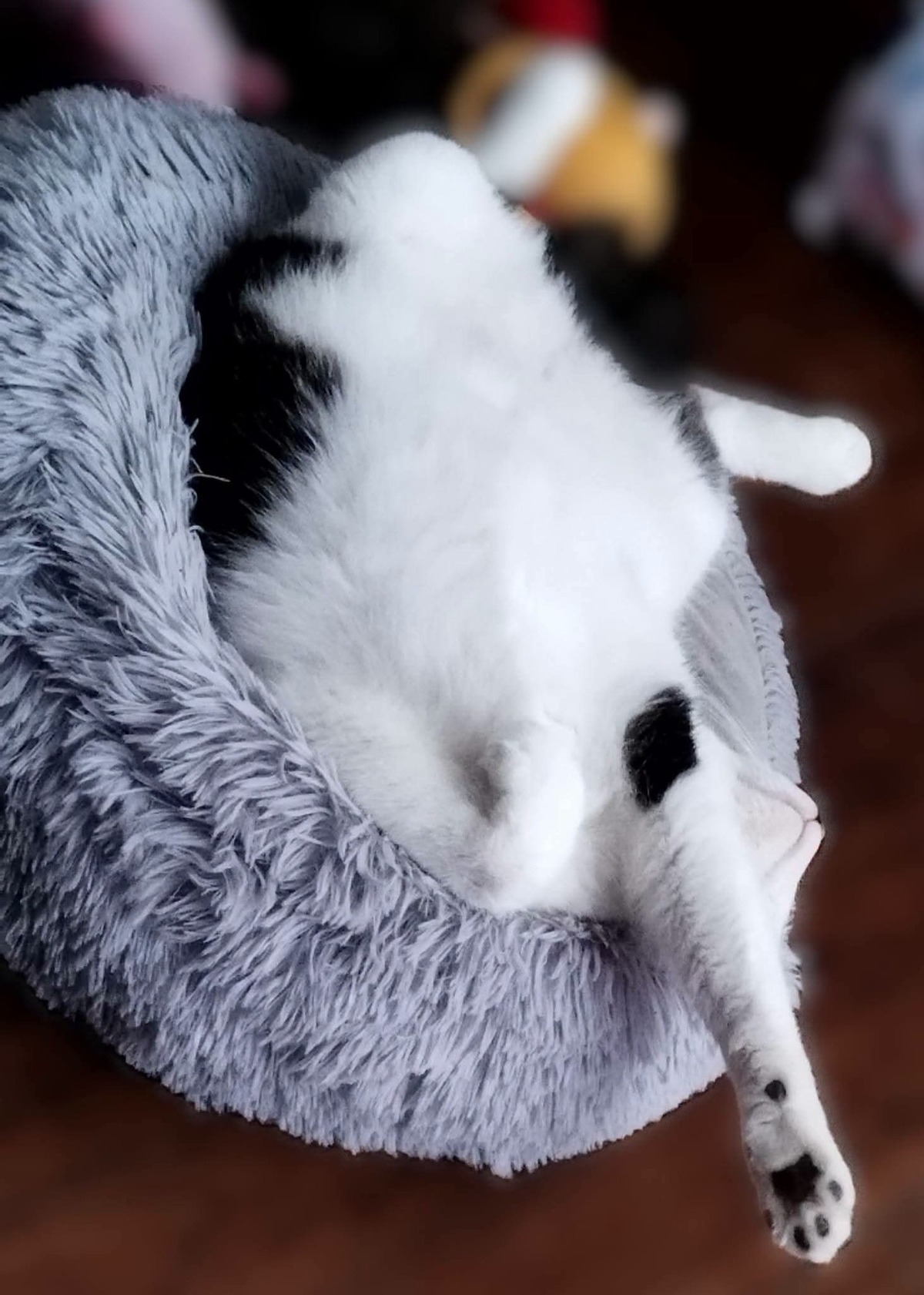 Adoption Dofi