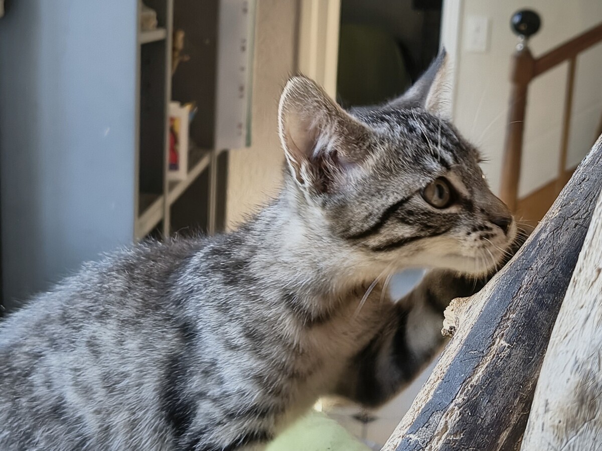 Adoption Baba