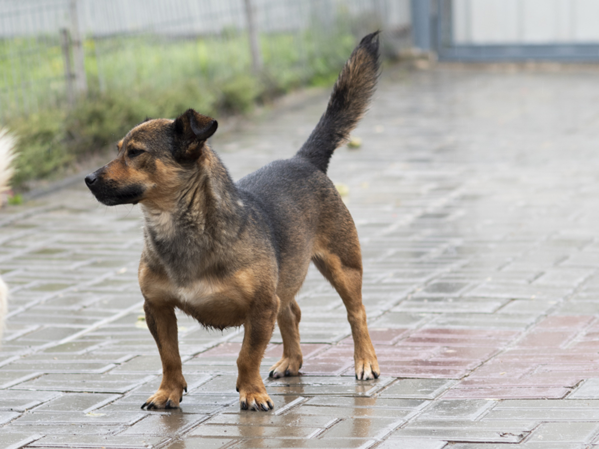 Adoption Topazia