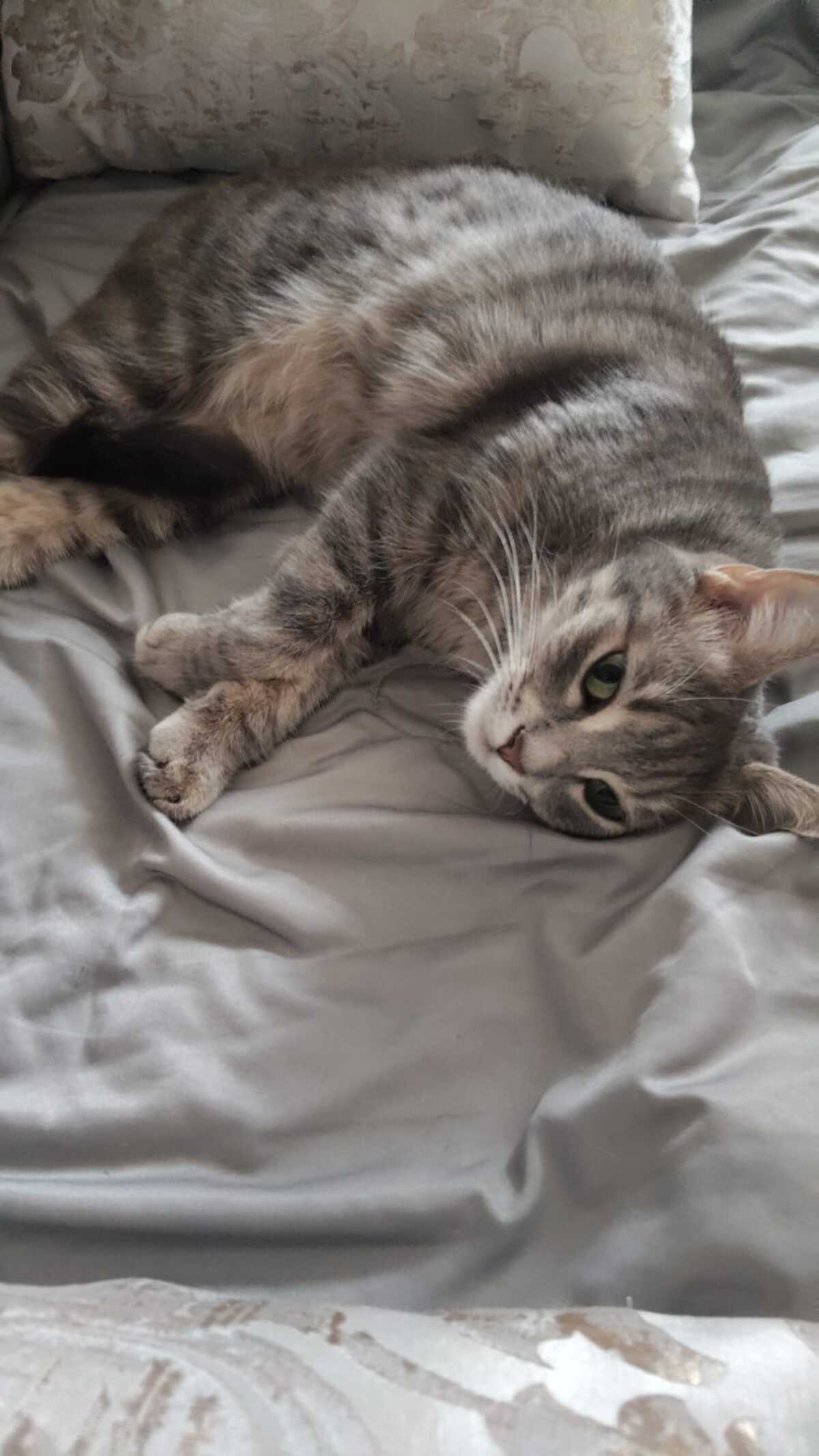 Adoption Luna