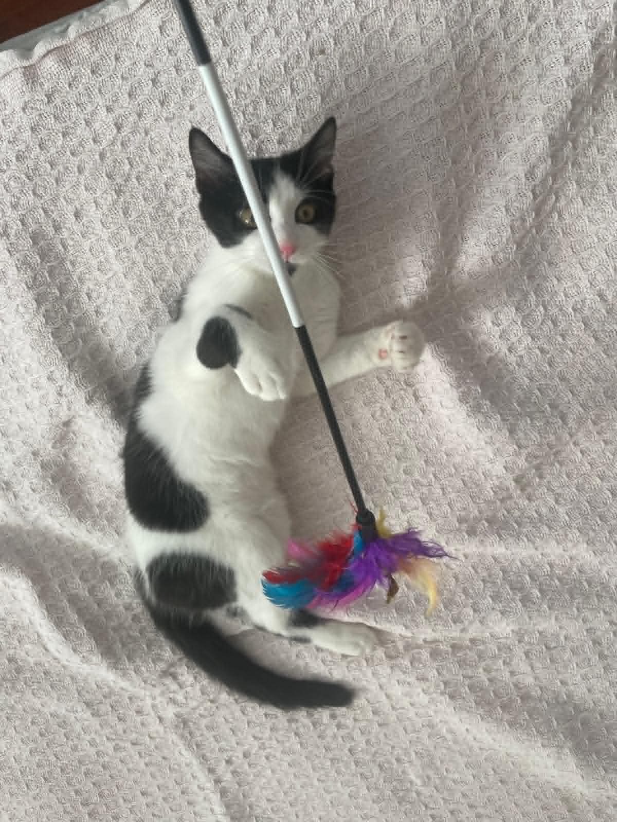Adoption Arthur
