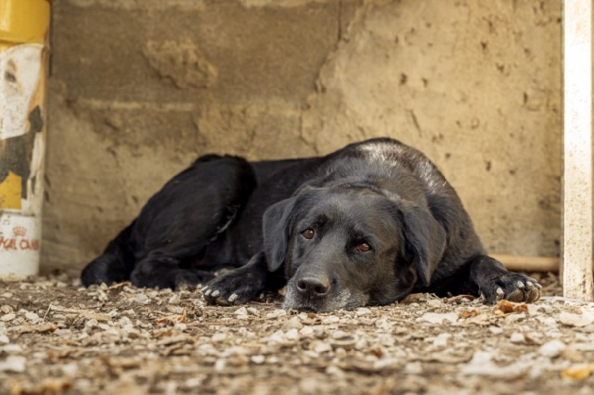 Adoption Moka
