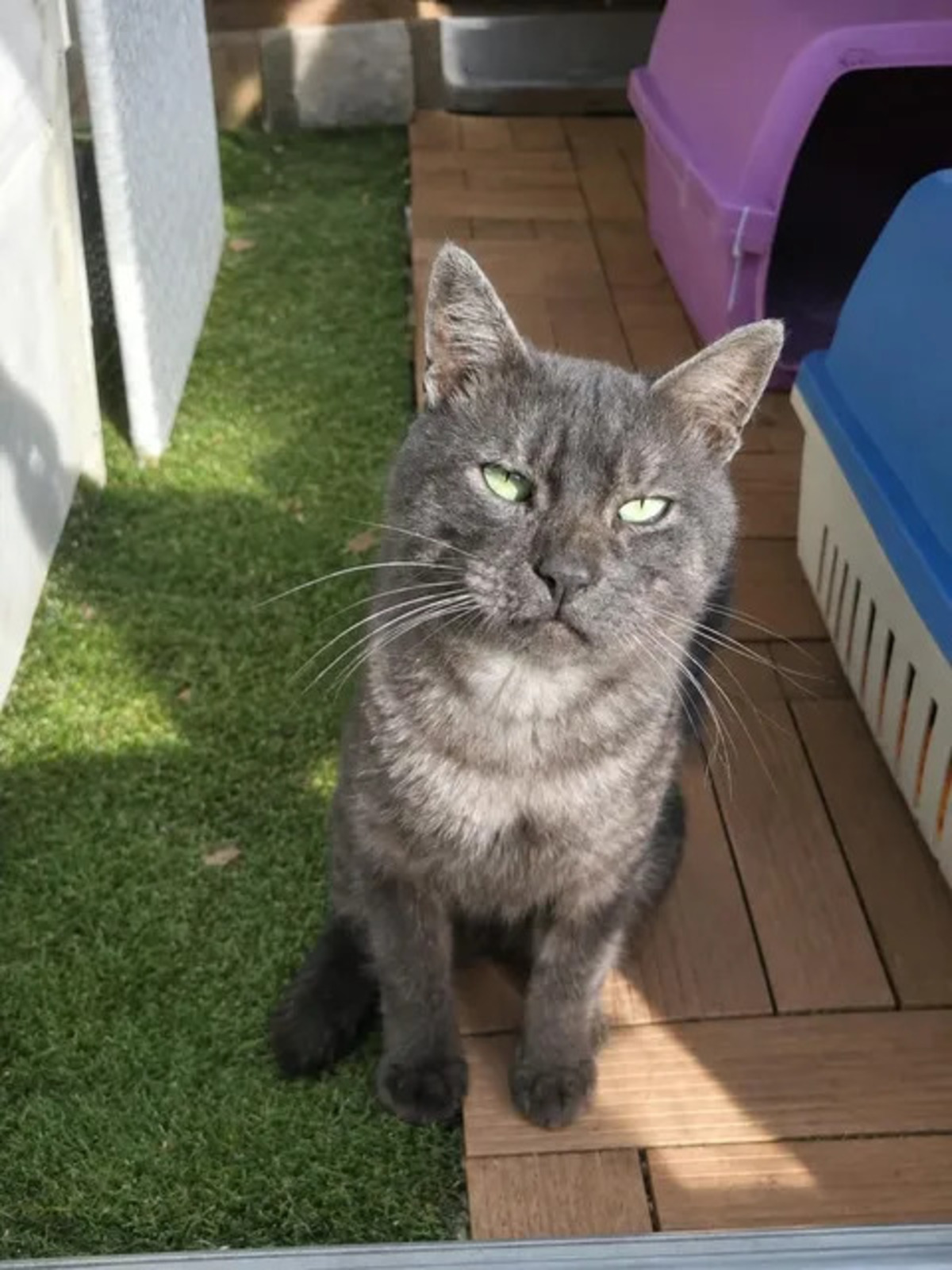 Adoption Smoky