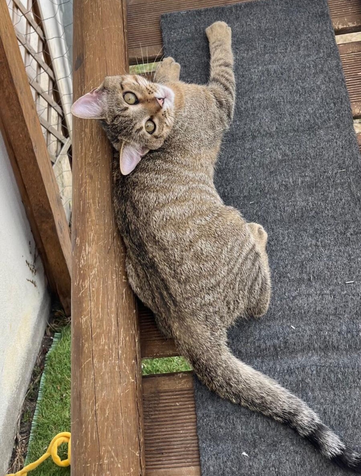 Adoption BENJI