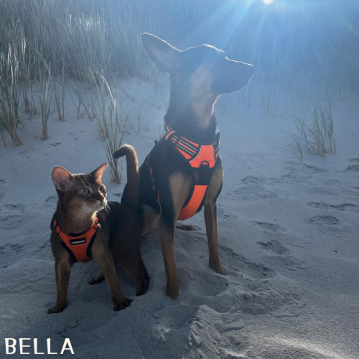 Adoption Bella et Hope