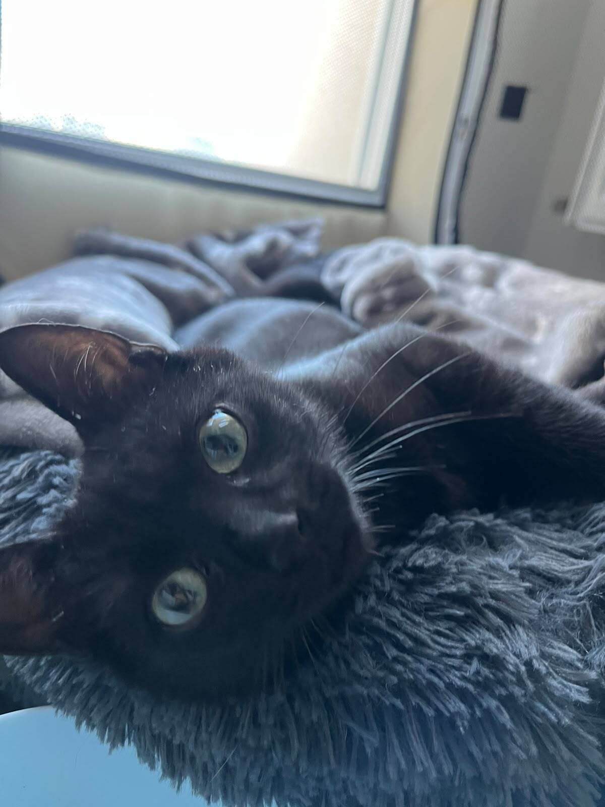 Adoption Léo