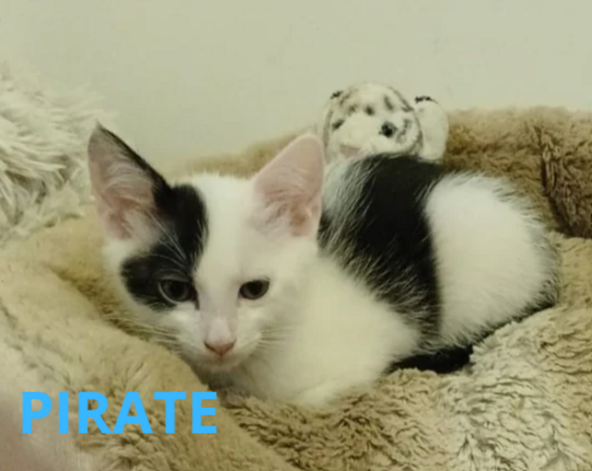 Adoption Fratrie