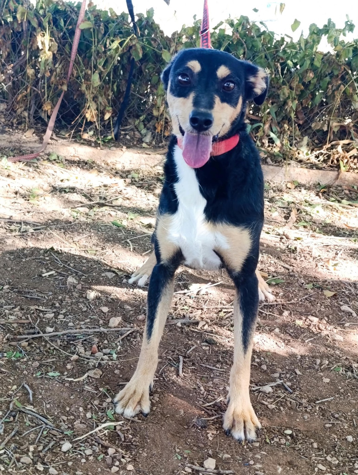 Adoption Estrella