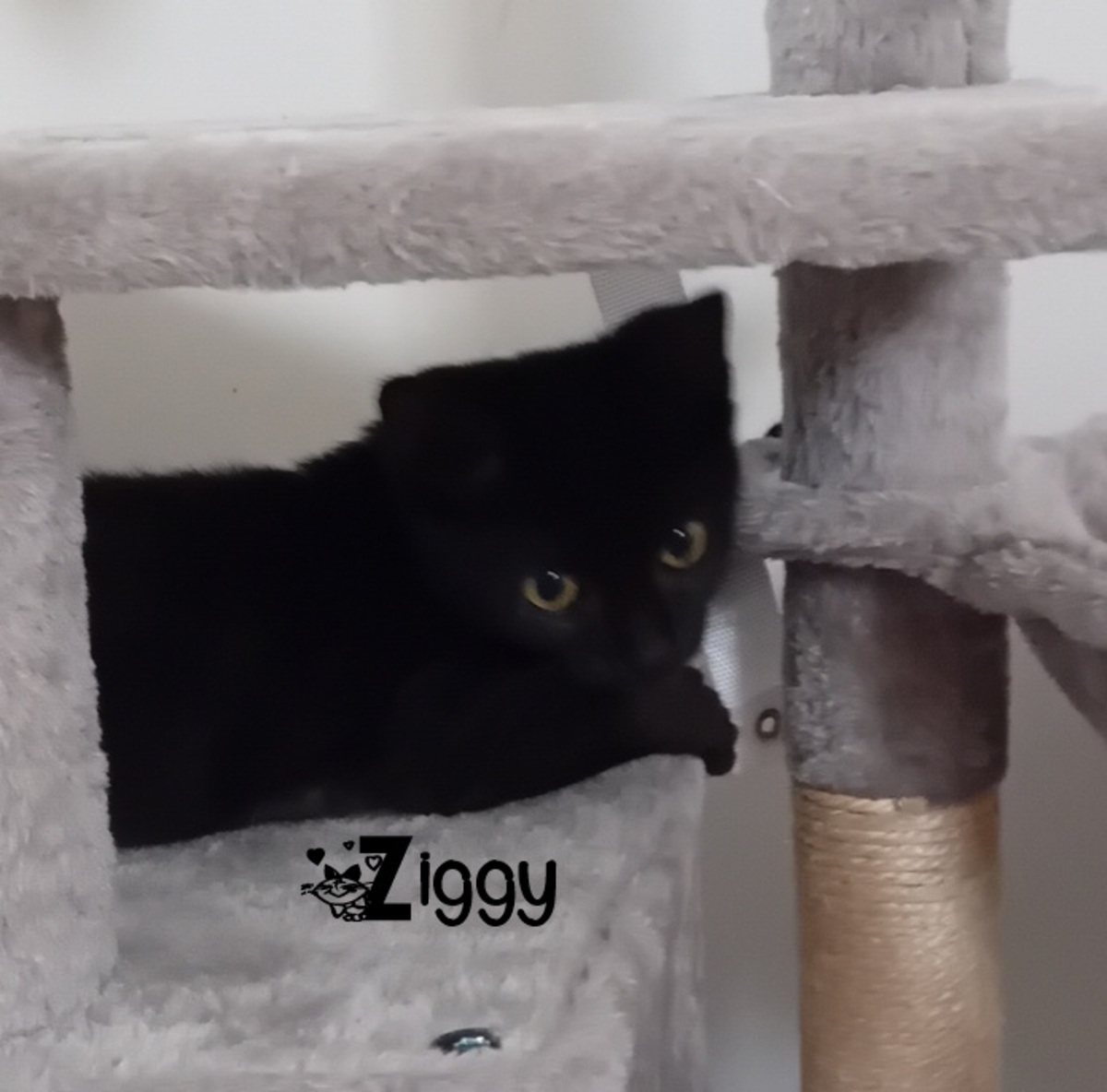Adoption Ziggy
